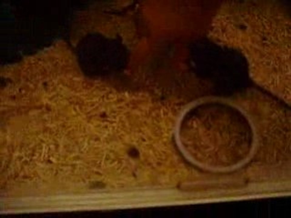 Ratons NOUT x ZAIRE - 5semaines - pétage de cable général