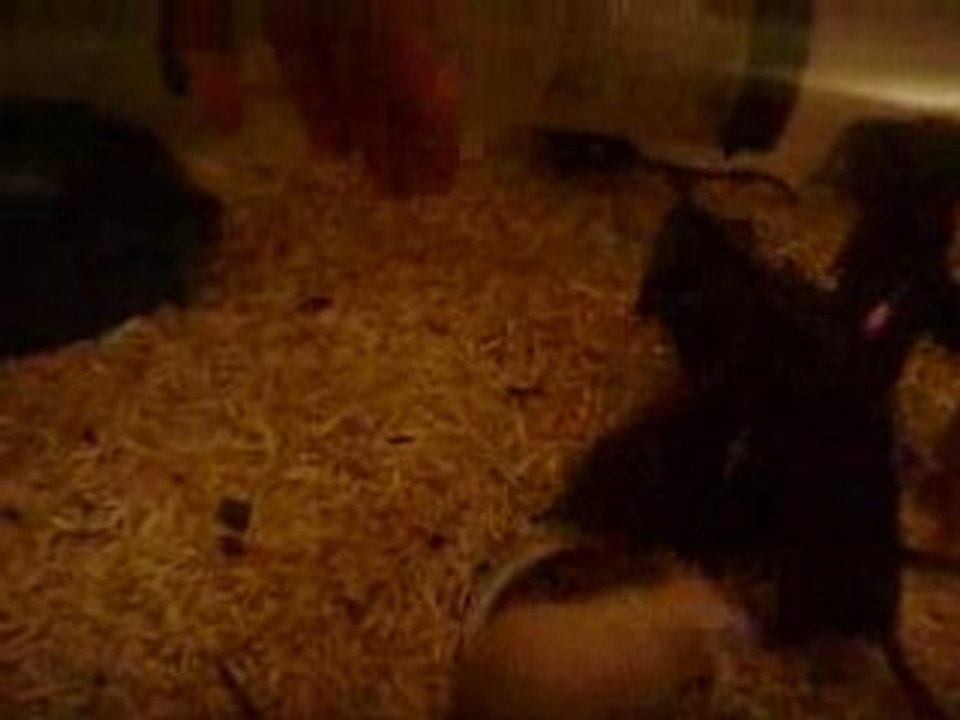 Ratons NOUT x ZAIRE - 5semaines - mode chien de prairie