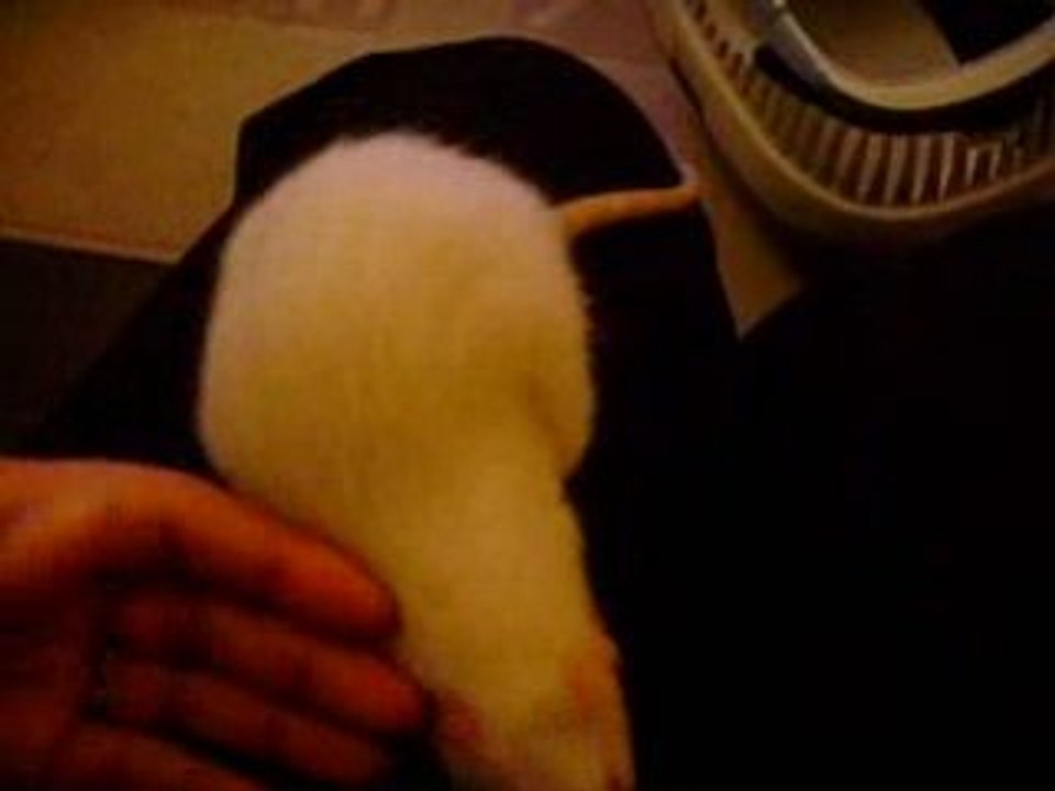 Ratons NOUT x ZAIRE - 5semaines - rencontre sur mon lit