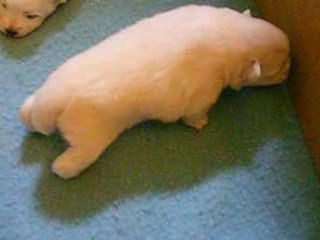 Les Bébes de Gloria ont 15 jours