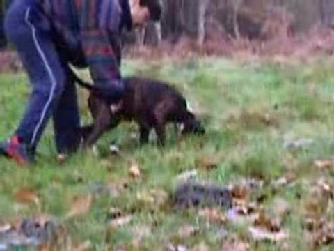 pistage déesse 4 mois et demi