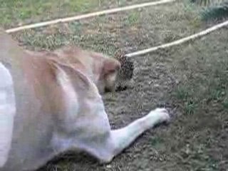 204322-Gollum et Socrate