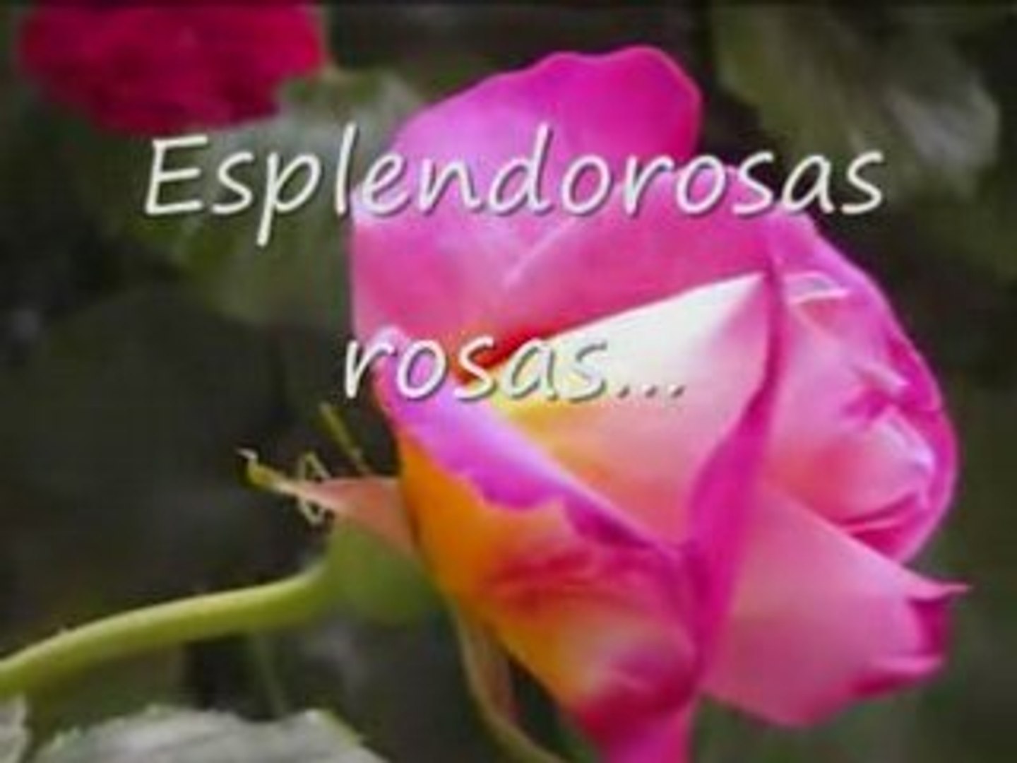 Tema de Amor Romeo Juliet-Richard Clayderman Ed.Susanalake - video  Dailymotion