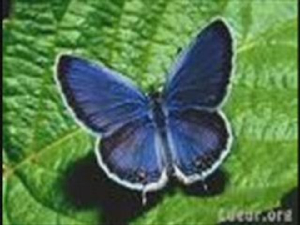 l'effet papillon