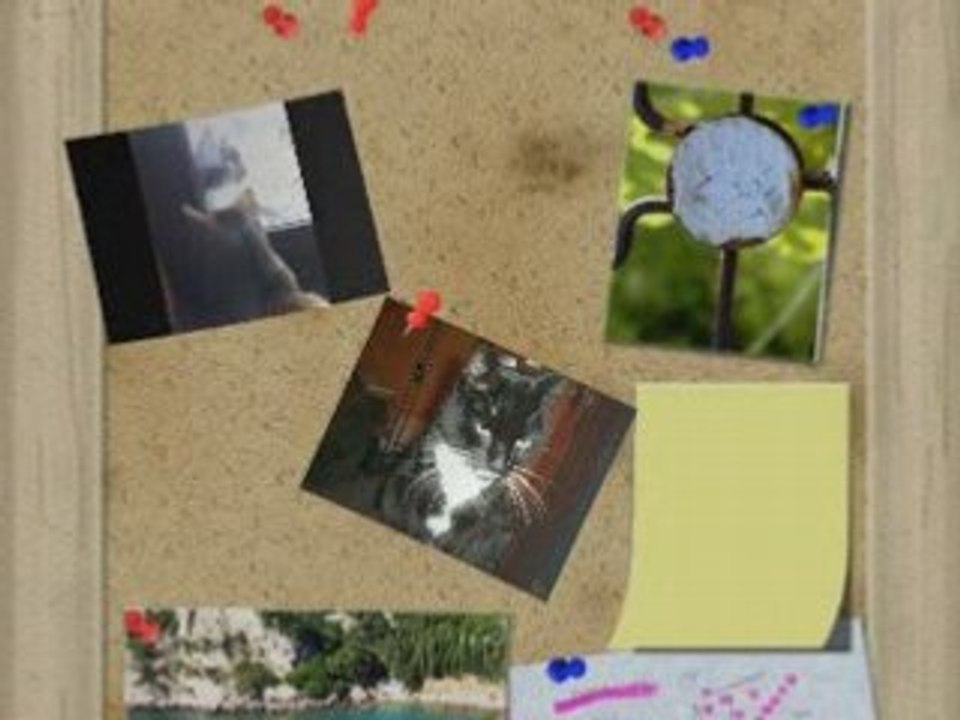 Unsere Katzen und Andere