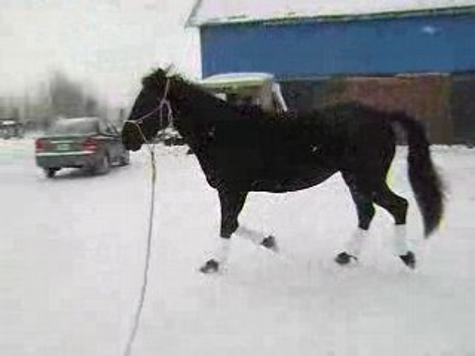 sonara trotte en longe