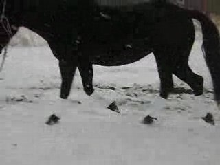 gros plan sur ses patounes