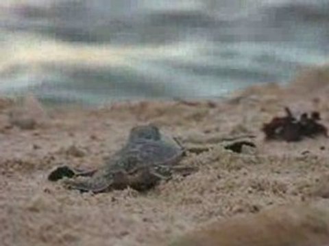 Naissance de tortues vertes