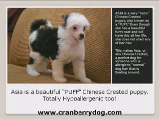 Chinese Crested Hairless & Puff Dogs that are Allergy Free