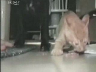 Concorso "Invia il tuo video, vinci Zelig e Normaderm"