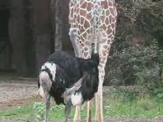 Struzzo fa uno spuntino di giraffa