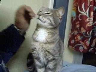 Rasta 1 an et demi nov 2008