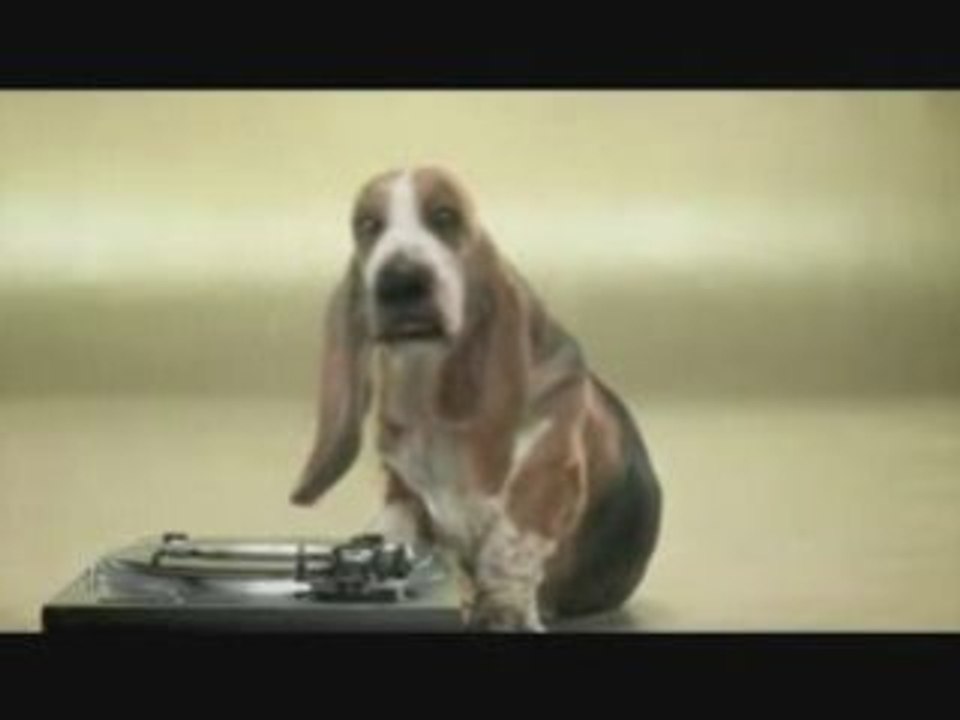 Beat_hond