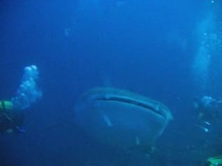 le requin baleine rencontré aux Maldives