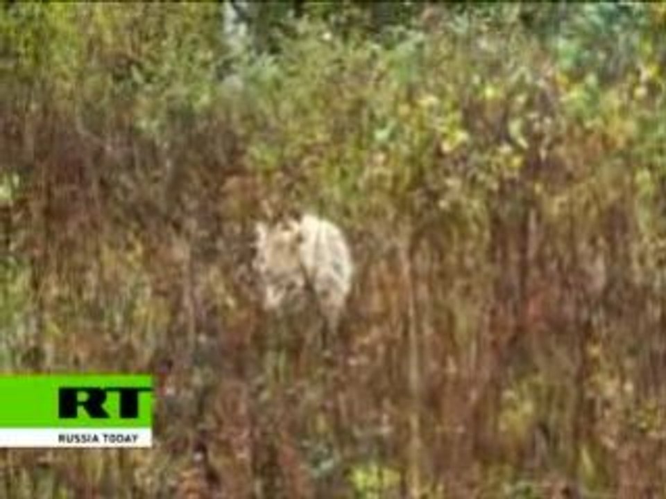 Wolves playing tag chase