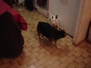 Bull terrier