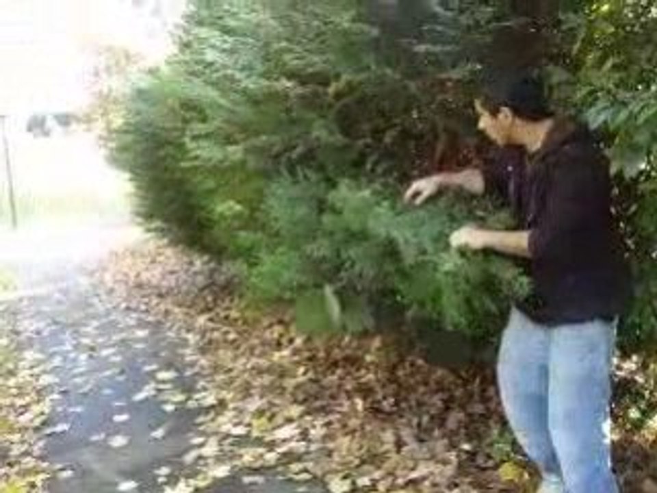 Lipconne By V.C.B.N. Prod.