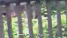 Singapore Zoo: The REAL DEADLY White Tiger Attack Video