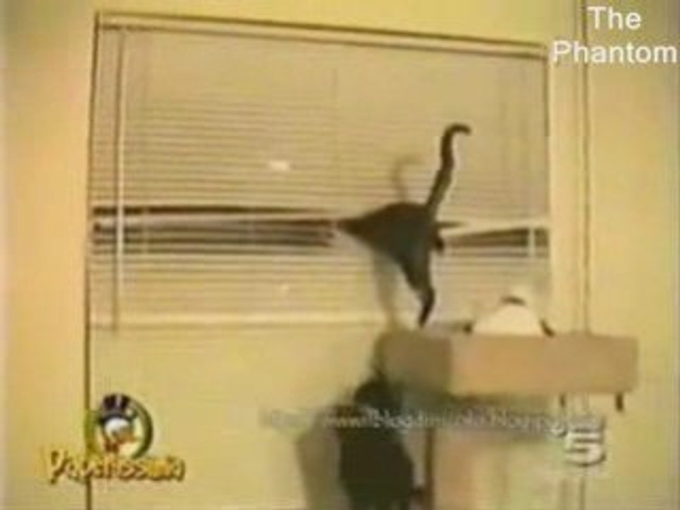 Compil chats droles 2