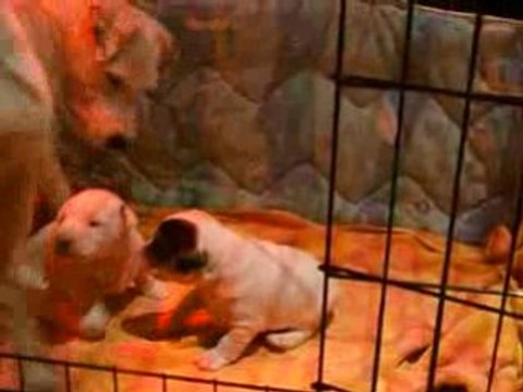 les ptits loups à 20 jours avec la frangine