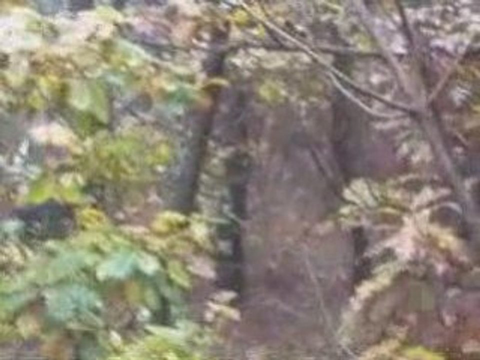 yaşar örtmezin çulluk postası