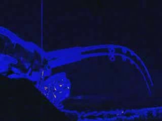 La pêche du silure , dandine et au clonck avec echosondeur