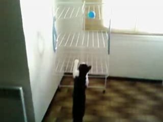 Rominou qui fait des bétises