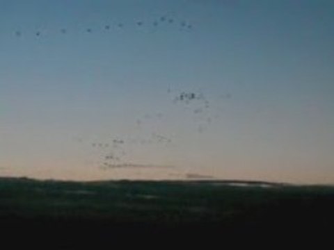 Grues cendrees Montier en Der