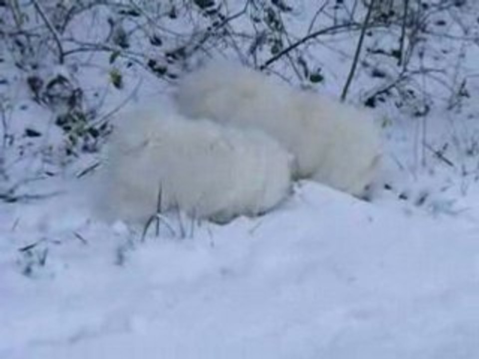 Susu découvre la neige