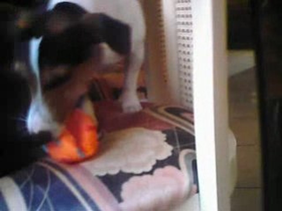 P'tite balle orange