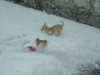 Mes chis dans la neige