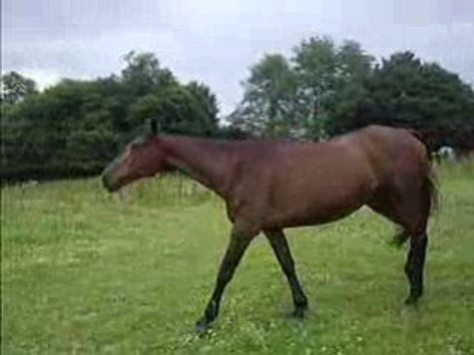 apache et miracle