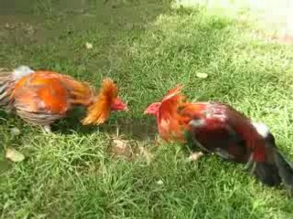 Gold buaya vs 4x