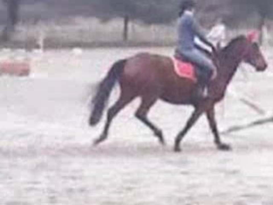 Magica novembre 2008