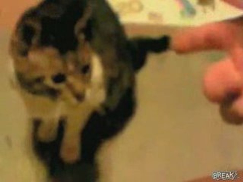 Cat-plays-dead-when-shot