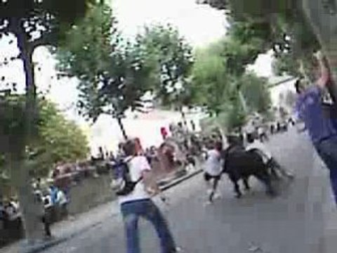 Abrivado 20 taureaux manade a chapelle a st remy 160808 005