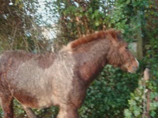 Bufalo mon poney.