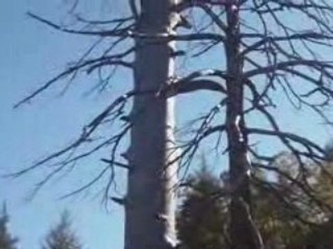 Azrou le plus vieux Cèdres du monde