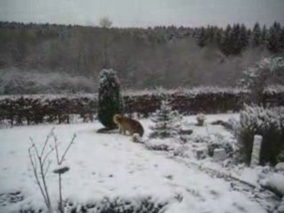 Neige en novembre 2008