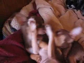 Ma Mousseline & Dhélia sa peite soeur.