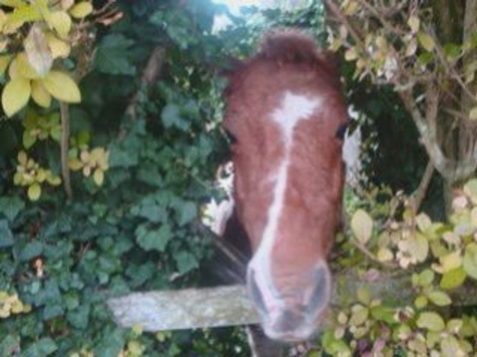 Bufalo montague
