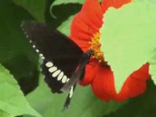 Red flys