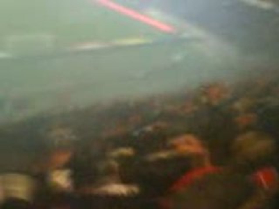 PSG - Lyon Coup d'envoi Pauleta, BOULOGNE BLEU