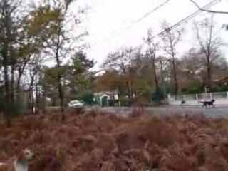 23nov08 meute chasse au sanglier