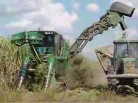 Recolte canne a sucre