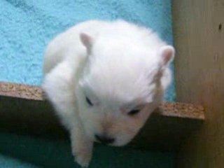 Première tentative d'évasion