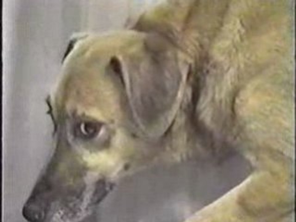 Tests pour les croquettes souffrance torture IAMS