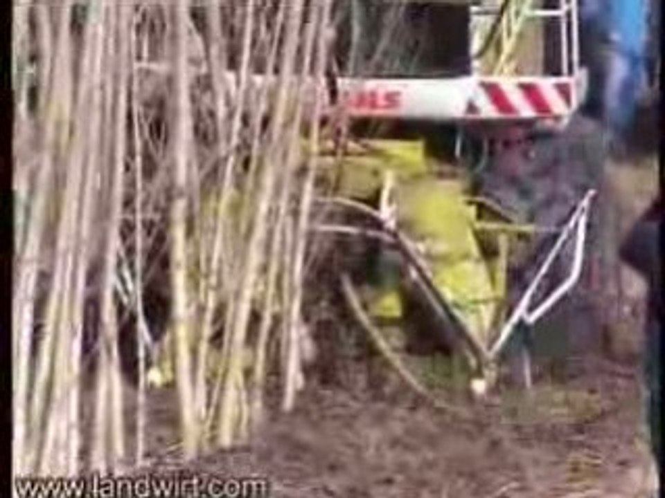 Ensilage d'arbres