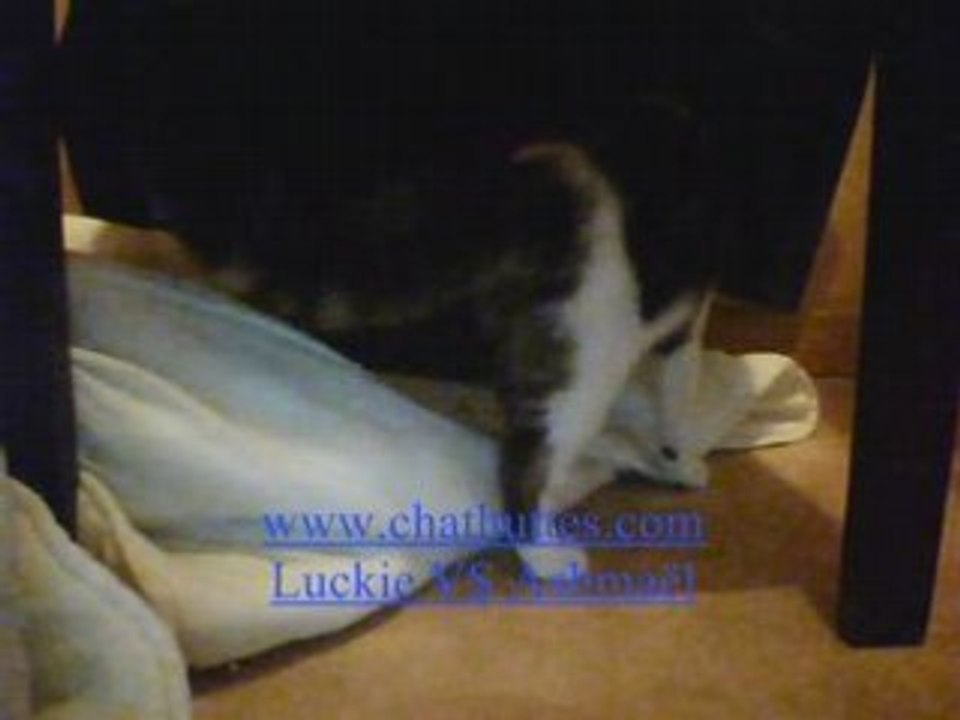 Luckie vs Ashmael