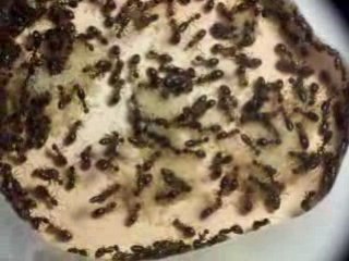 Lasius emarginatus route